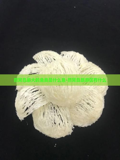 燕窝岛最大的鱼类是什么