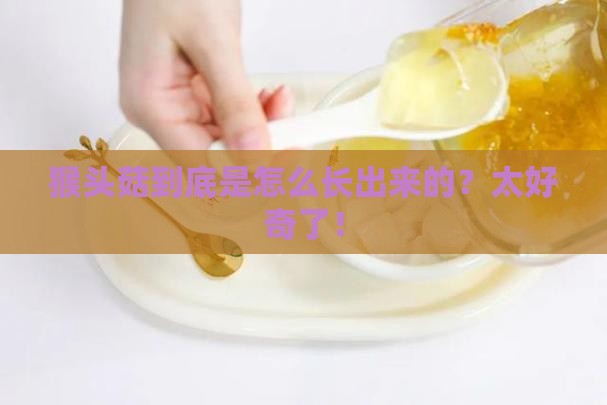 燕窝猴头中猴头怎么来的