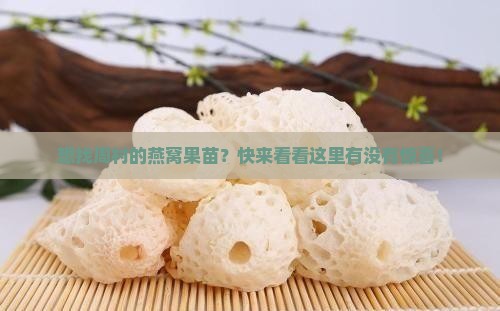 周村哪里卖燕窝果苗呢