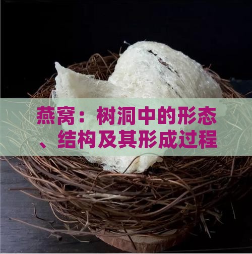 燕窝：树洞中的形态、结构及其形成过程
