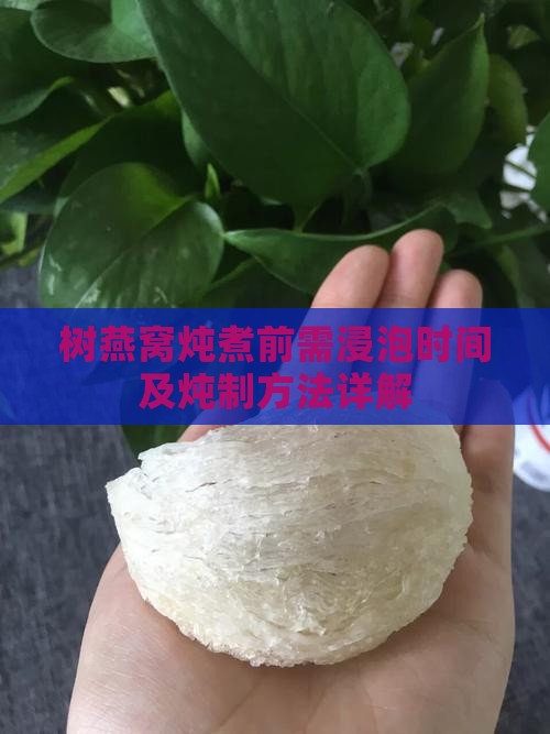 树燕窝炖煮前需浸泡时间及炖制方法详解