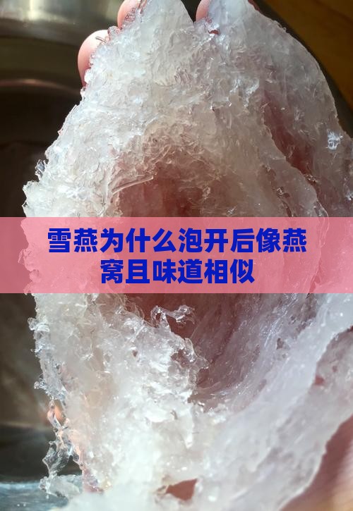 雪燕为什么泡开后像燕窝且味道相似