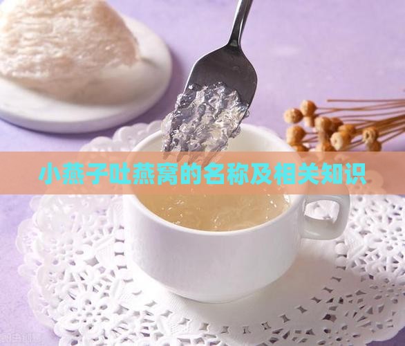 小燕子吐燕窝的名称及相关知识