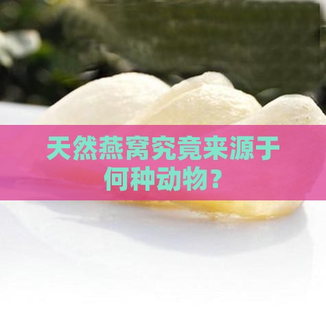 天然燕窝究竟来源于何种动物？