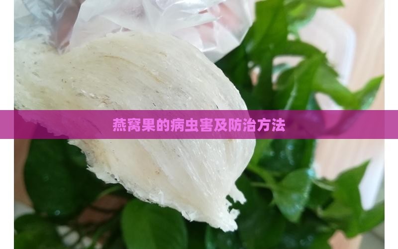 燕窝果的病虫害及防治方法