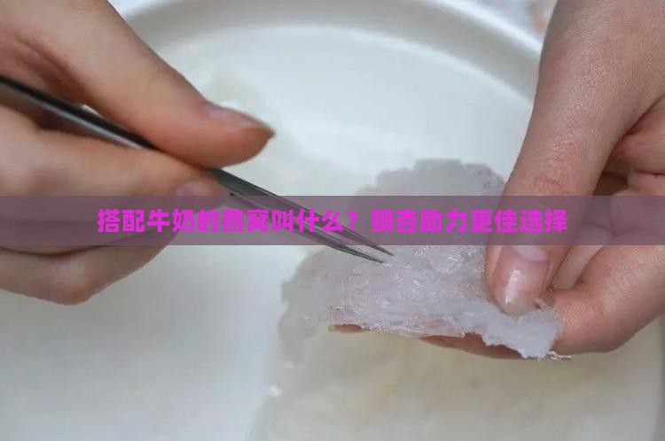搭配牛奶的燕窝叫什么？银杏助力更佳选择