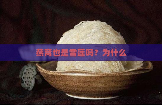 燕窝也是雪莲吗？为什么