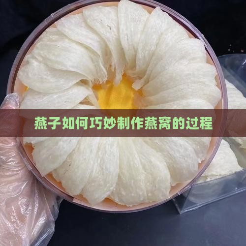 燕子如何巧妙制作燕窝的过程