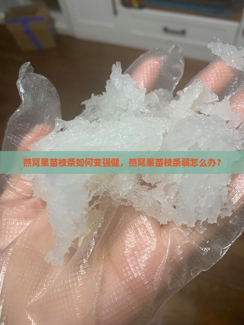燕窝果苗枝条如何变强健，燕窝果苗枝条弱怎么办？