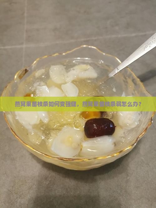 燕窝果苗枝条如何变强健，燕窝果苗枝条弱怎么办？