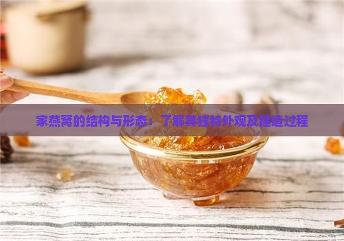 家燕窝的结构与形态：了解其独特外观及建造过程