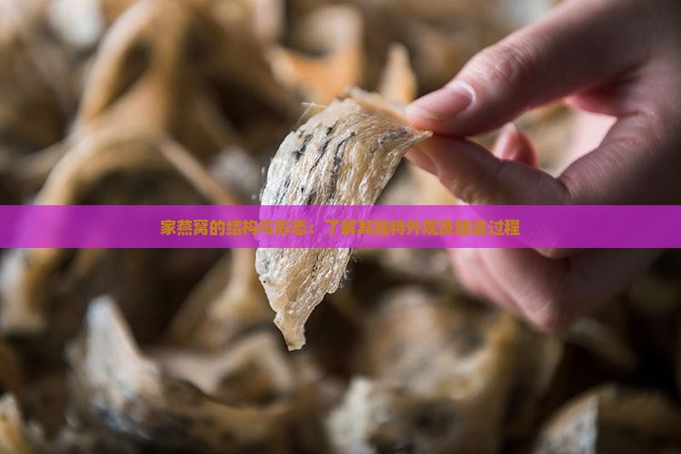 家燕窝的结构与形态：了解其独特外观及建造过程