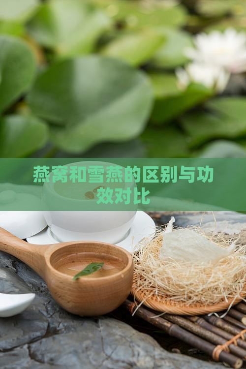 燕窝和雪燕的区别与功效对比