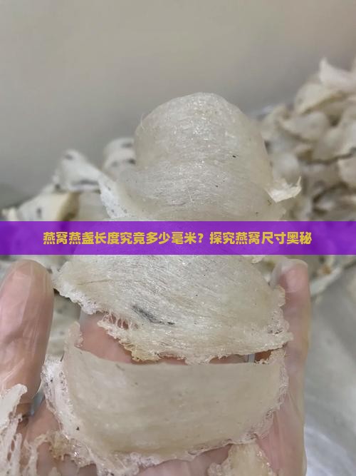 燕窝燕盏长度究竟多少毫米？探究燕窝尺寸奥秘
