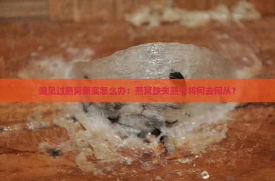 没见过燕窝果实怎么办：燕窝缺失燕子将何去何从？