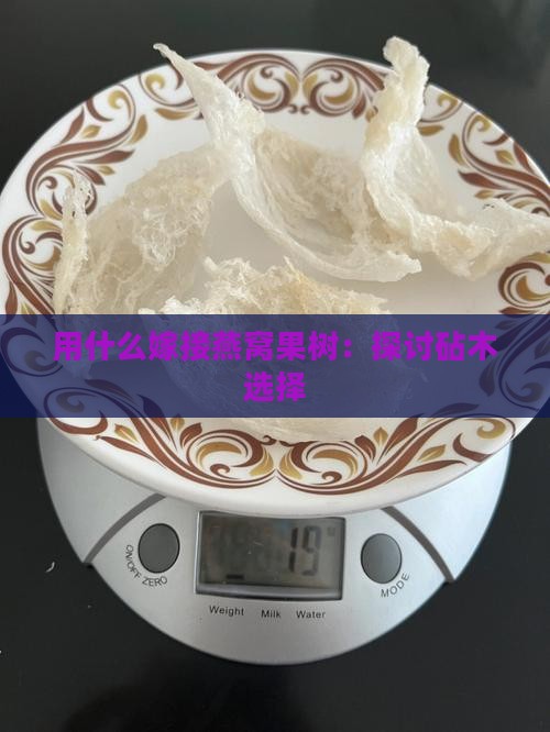 用什么嫁接燕窝果树：探讨砧木选择