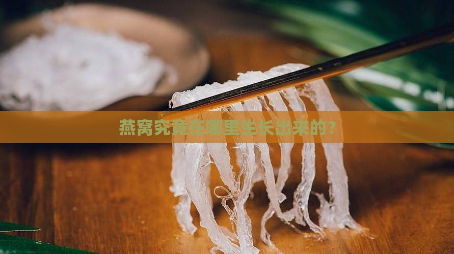 燕窝究竟在哪里生长出来的？