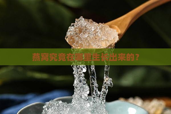 燕窝究竟在哪里生长出来的？