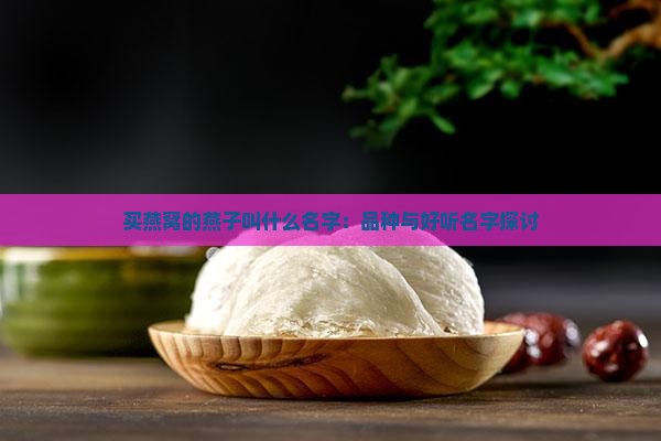 买燕窝的燕子叫什么名字：品种与好听名字探讨