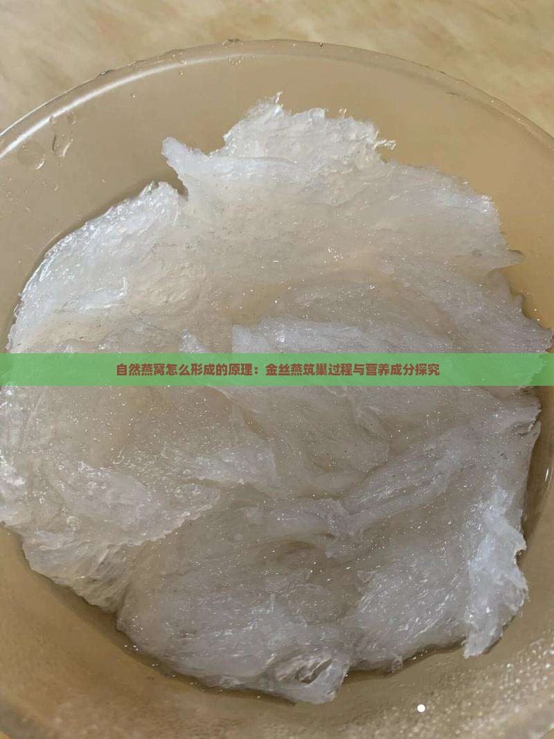 自然燕窝怎么形成的原理：金丝燕筑巢过程与营养成分探究