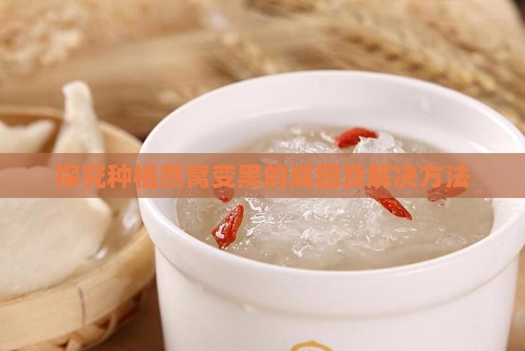 探究种植燕窝变黑的成因及解决方法