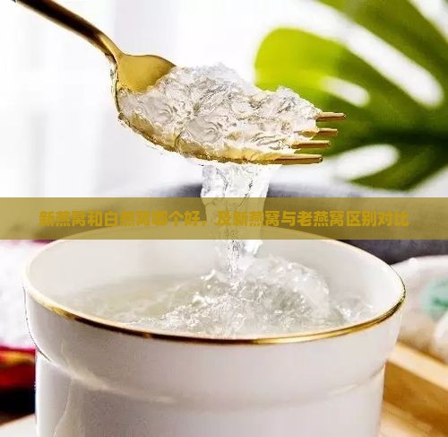 新燕窝和白燕窝哪个好，及新燕窝与老燕窝区别对比