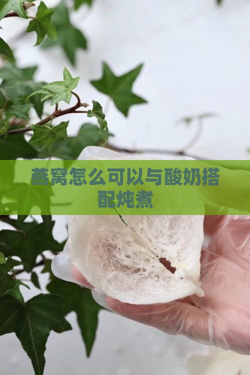 燕窝怎么可以与酸奶搭配炖煮
