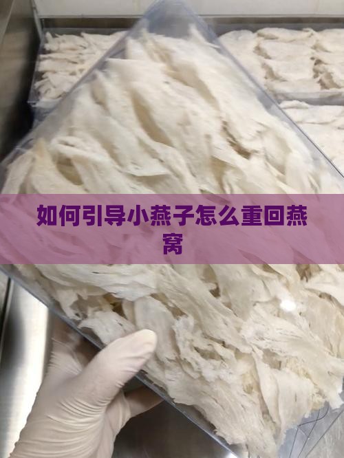 如何引导小燕子怎么重回燕窝