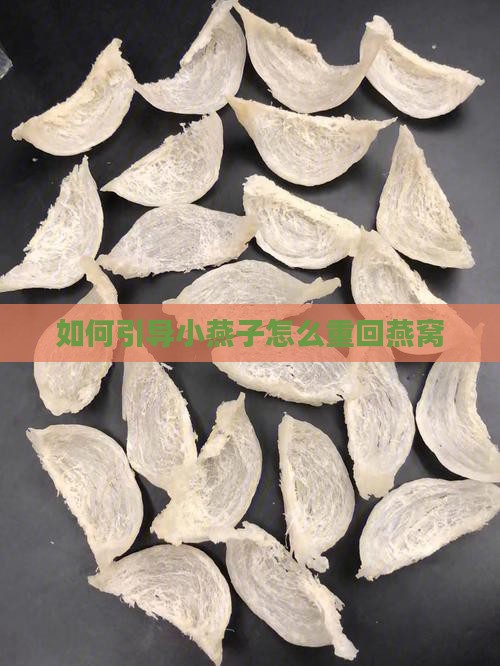 如何引导小燕子怎么重回燕窝