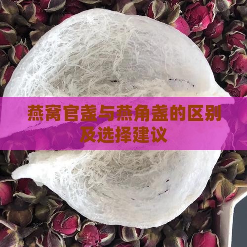 燕窝官盏与燕角盏的区别及选择建议