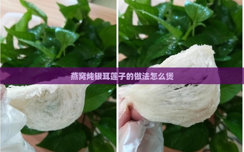 燕窝炖银耳莲子的做法怎么煲