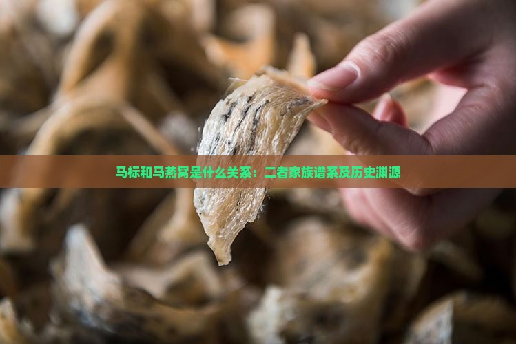 马标和马燕窝是什么关系：二者家族谱系及历史渊源