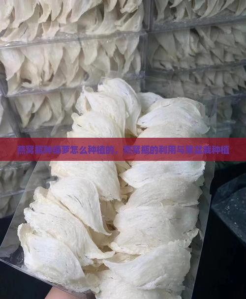 燕窝瓶种绿萝怎么种植的，燕窝瓶的利用与果盆栽种植