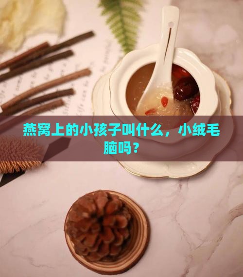 燕窝上的小孩子叫什么，小绒毛脑吗？