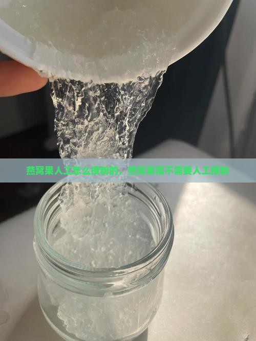 燕窝果人工怎么授粉的，燕窝果需不需要人工授粉