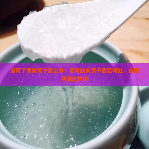 没有了燕窝燕子怎么办：燕窝缺失燕子栖息何处，去留两难之抉择