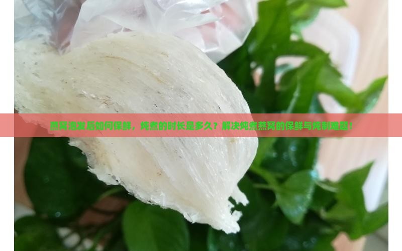 燕窝泡发后如何保鲜，炖煮的时长是多久？解决炖煮燕窝的保鲜与炖制难题！