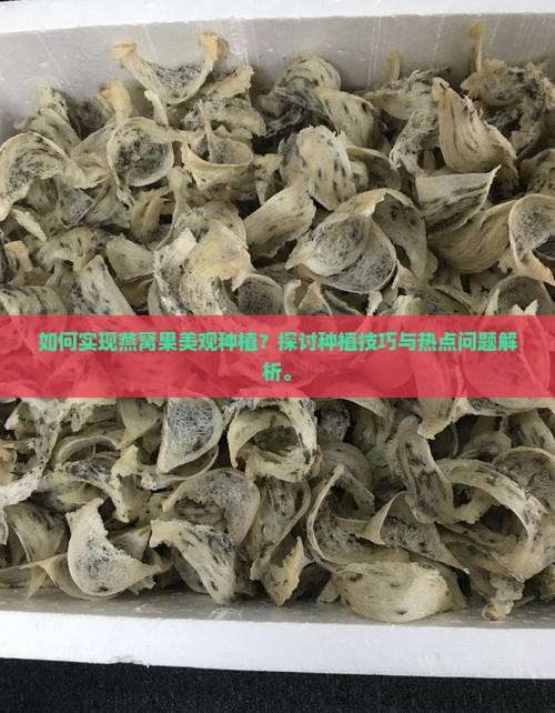 如何实现燕窝果美观种植？探讨种植技巧与热点问题解析。