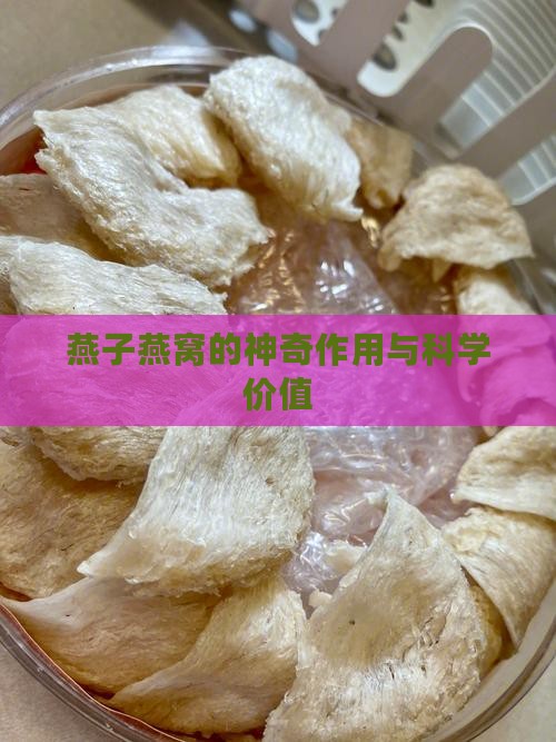 燕子燕窝的神奇作用与科学价值