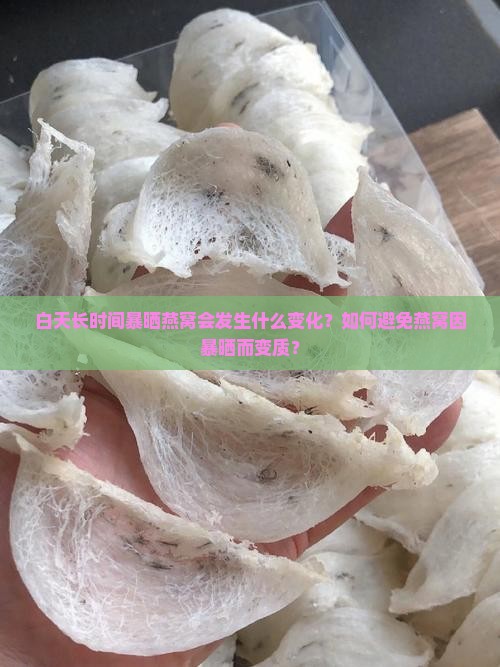 白天长时间暴晒燕窝会发生什么变化?如何避免燕窝因暴晒而变质? 白天长时间暴晒燕窝会发生什么变化?如何避免燕窝因暴晒而变质?
