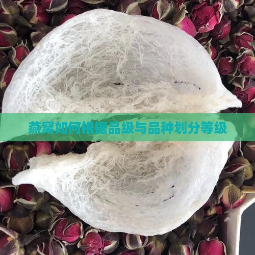 燕窝如何根据品级与品种划分等级