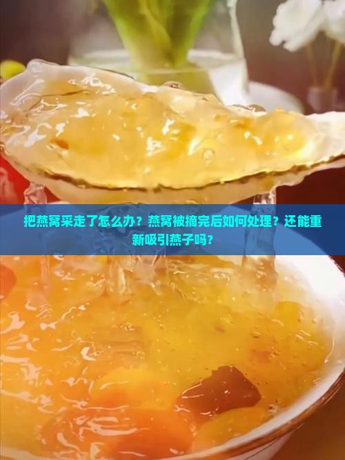 把燕窝采走了怎么办？燕窝被摘完后如何处理？还能重新吸引燕子吗？