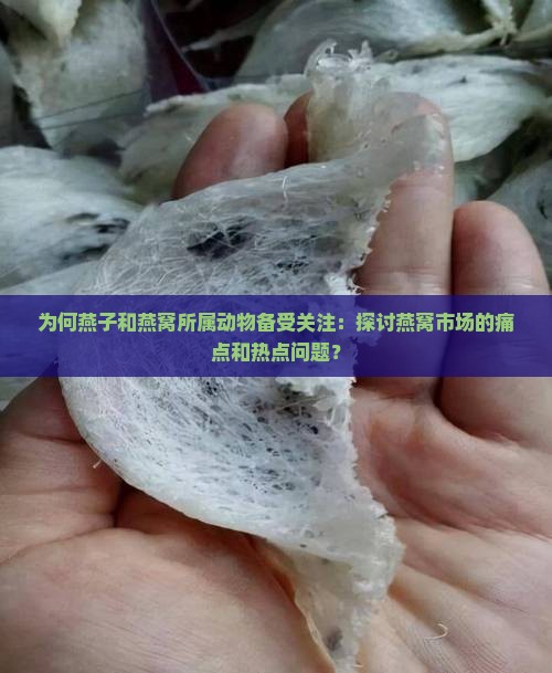 为何燕子和燕窝所属动物备受关注：探讨燕窝市场的痛点和热点问题？