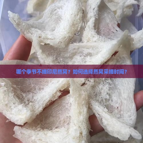 哪个季节不摘印尼燕窝？如何选择燕窝采摘时间？