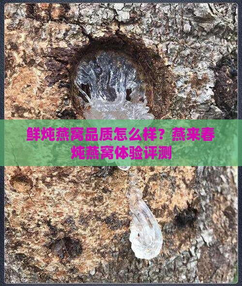 鲜炖燕窝品质怎么样？燕来春炖燕窝体验评测