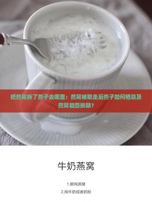 把燕窝拆了燕子去哪里：燕窝被取走后燕子如何栖息及燕窝能否拆除？