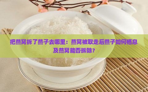 把燕窝拆了燕子去哪里：燕窝被取走后燕子如何栖息及燕窝能否拆除？