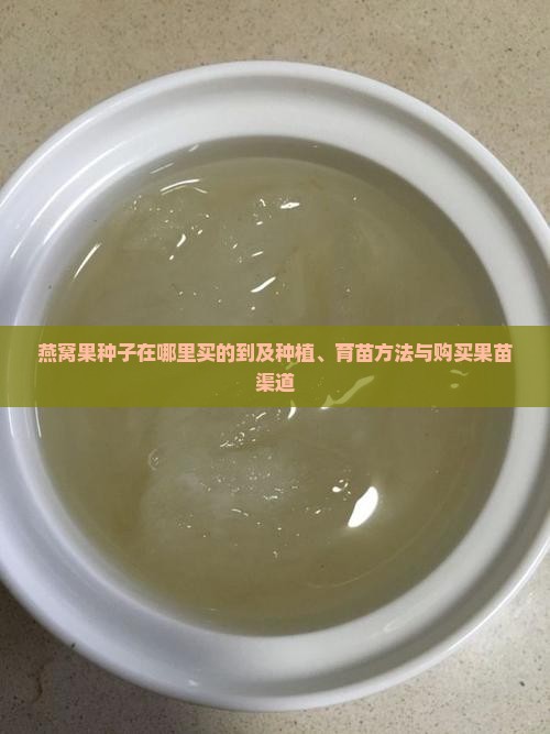 燕窝果种子在哪里买的到及种植、育苗方法与购买果苗渠道