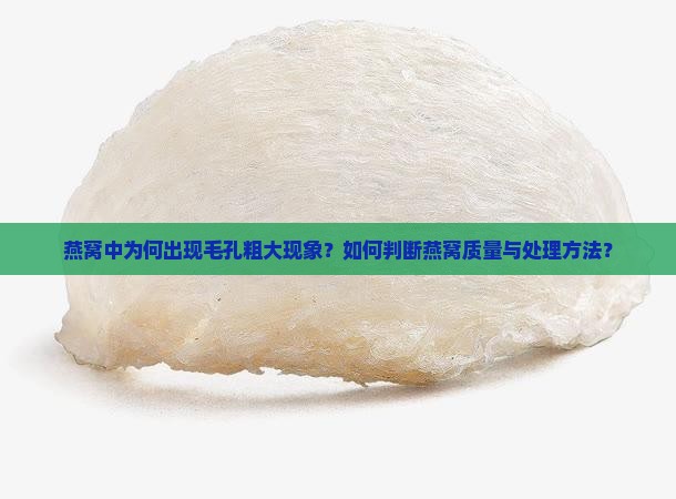 燕窝中为何出现毛孔粗大现象？如何判断燕窝质量与处理方法？