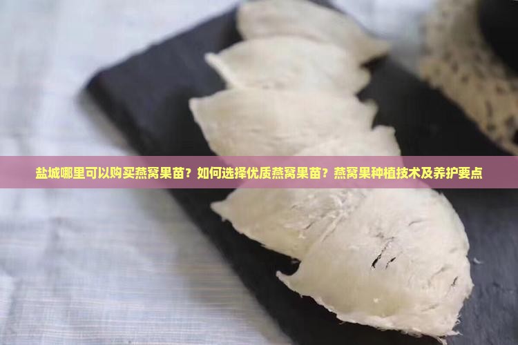 盐城哪里可以购买燕窝果苗？如何选择优质燕窝果苗？燕窝果种植技术及养护要点